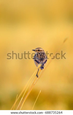 Image, Stock Photo Bluethroat Safari Biology