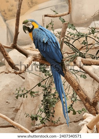 Cute bird in forest Collection of the most common European birds, isolated on white background Zoo natural beauty animals scenery Great Views blue sky clouds trees plant flowers Green background HD 