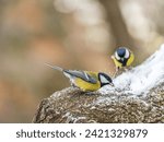 Cute bird Great tit, songbird sitting on a branch with snow in the autumn or winter. Parus major