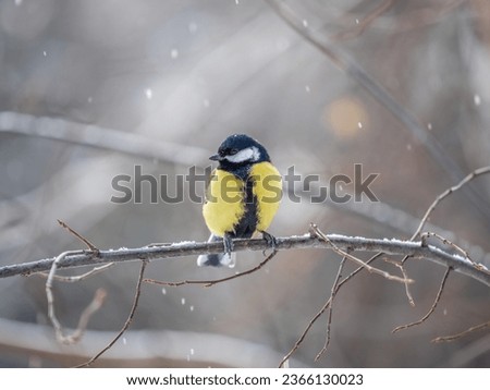Cute bird Great tit, songbird sitting on a branch without leaves in the autumn or winter. Parus major