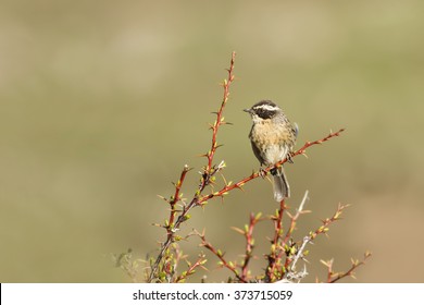 Cute Bird. Green Nature Background. Bird: Raddes Accentor. Prunella Oculari. Kayseri Aladaglar Turkey.