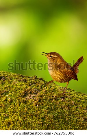 Similar – Image, Stock Photo Singing Wren Nature Animal