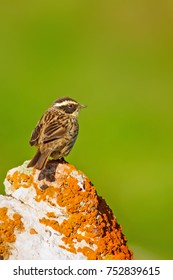 Cute Bird. Natural Background. Raddes Accentor. Prunella Ocularis