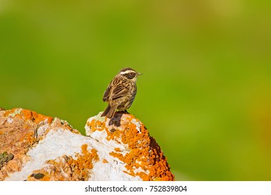 Cute Bird. Natural Background. Raddes Accentor. Prunella Ocularis