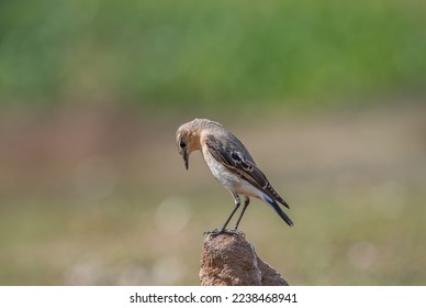 Cute bird Northern Wheatear(Oenanthe oenanthe)  rest on branch in nature. - Shutterstock ID 2238468941