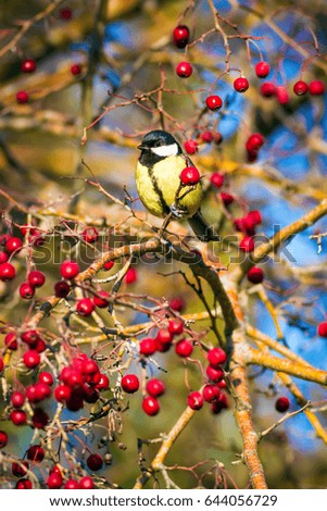 Similar – Little Tit Tree Leaf