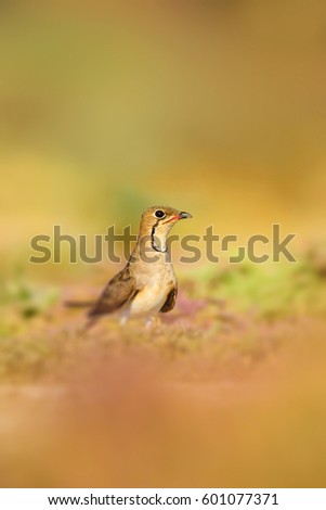 Similar – young hawfinch Environment