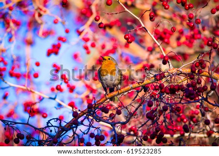 Similar – Red robin bird Nature