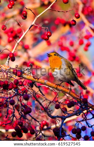 Similar – Image, Stock Photo Pretty bird Beautiful Life