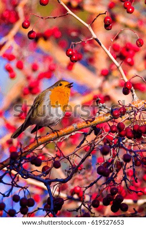 Similar – Image, Stock Photo Pretty bird Beautiful Life