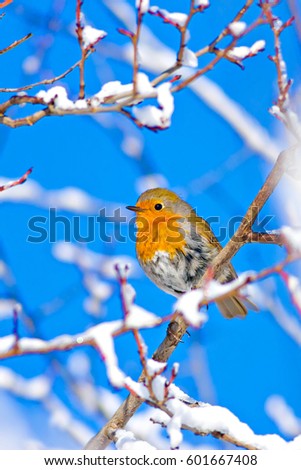 Similar – Red robin bird Nature