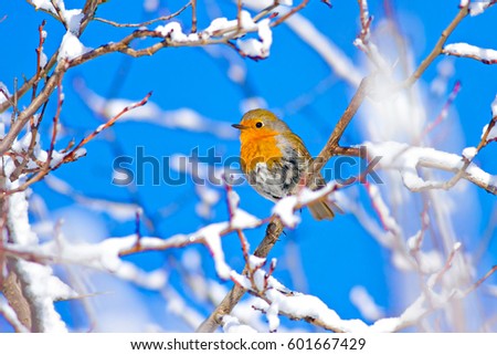 Similar – Red robin bird Nature