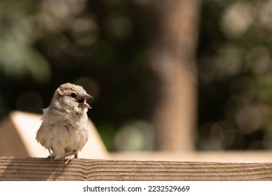 Cute bird sitting on a wood panel and singing - Shutterstock ID 2232529669