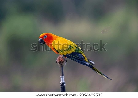 Cute bird Sun conure,Sun parakeet  (Aratinga solstitialis) rest on branch.