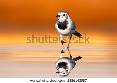 A cute bird that comes to drink water. Colorful nature background. White Wagtail. Motacilla alba