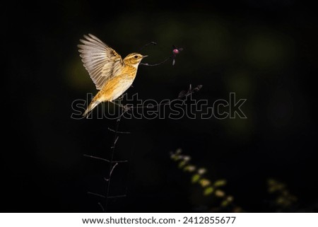 Similar – Image, Stock Photo Pretty bird Beautiful Life