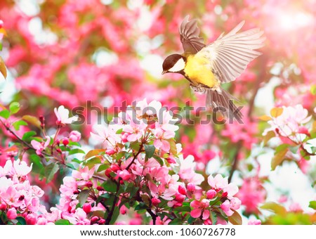 cute bird tit flies waving her wings to a blooming spring Apple tree branch in may