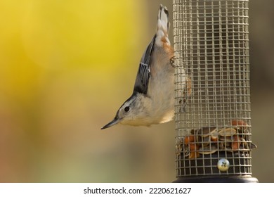 Cute Bird White-breasted Nuthatch Is Hanging On The Cage Feeder With Seeds And Nuts And Eating, Autumn Yellow Background.