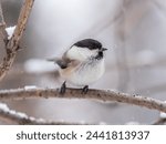 Cute bird The willow tit, song bird sitting on a branch without leaves in the winter. Willow tit perching on tree in winter. The willow tit, lat. Poecile montanus.