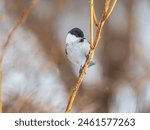 Cute bird The willow tit, song bird sitting on a branch without leaves in the winter. Willow tit perching on tree in winter. The willow tit, lat. Poecile montanus.