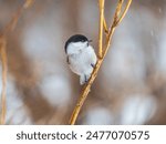 Cute bird The willow tit, song bird sitting on a branch without leaves in the winter. Willow tit perching on tree in winter. The willow tit, lat. Poecile montanus.