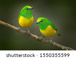 Cute birds. Beautiful tanager Blue-naped Chlorophonia, Chlorophonia cyanea, exotic tropical green songbird from Colombia. Wildlife from South America. Birdwatching in Colombia. Two animals on branch.