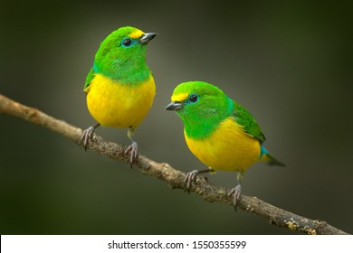 Cute birds. Beautiful tanager Blue-naped Chlorophonia, Chlorophonia cyanea, exotic tropical green songbird from Colombia. Wildlife from South America. Birdwatching in Colombia. Two animals on branch. - Shutterstock ID 1550355599