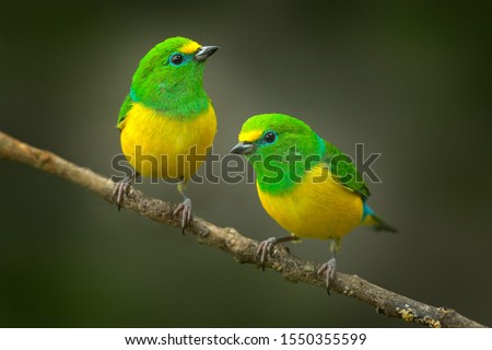 Cute birds. Beautiful tanager Blue-naped Chlorophonia, Chlorophonia cyanea, exotic tropical green songbird from Colombia. Wildlife from South America. Birdwatching in Colombia. Two animals on branch.
