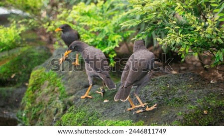 Cute birds of Javan myna looking for food in river. originally restricted to the Indonesian islands of Java and Bali