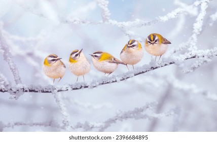 Cute birds on cold winter day. Winter nature background. Birds: Common Firecrest. Regulus ignicapilla.