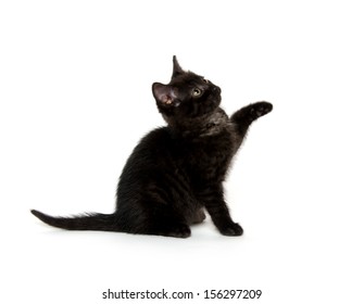 Cute black American short hair kitten playing on white background