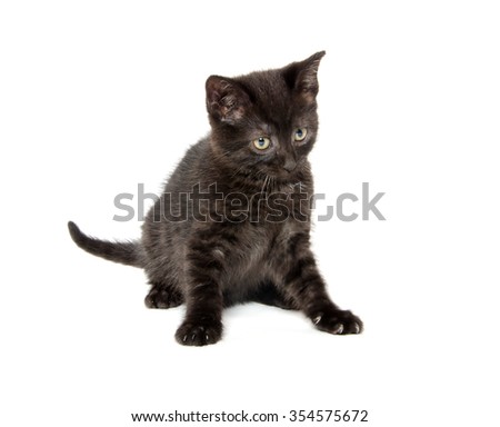 Cute Black American Shorthair Kitten Playing Stock Photo Edit Now