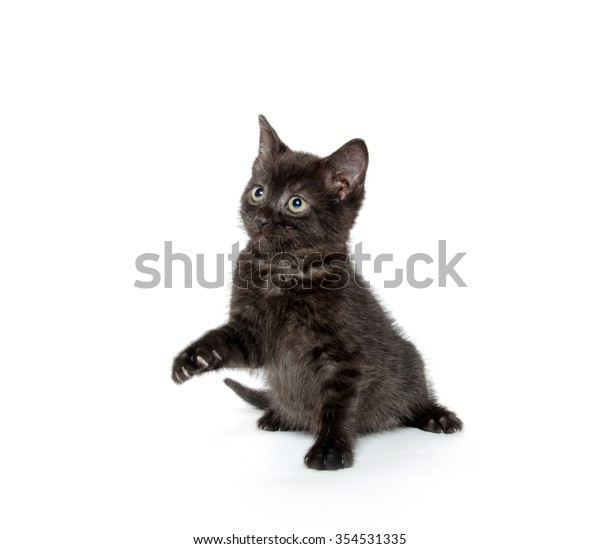 Cute Black American Shorthair Kitten Playing Stock Photo Edit Now