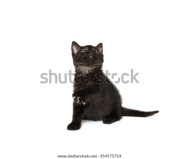 Cute Black American Shorthair Kitten Playing Stock Photo Edit Now