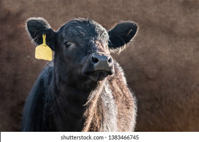 Cute Black Angus Calf With A Yellow Ear Tag On A Brown Background