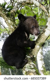 Cute Black Baby Bear Climbing Trees Stock Photo 685037389 | Shutterstock