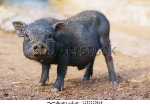 かわいい黒い子豚が農場で の写真素材 今すぐ編集