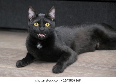 Cute Black Bombay Cat With Bright Yellow Eyes