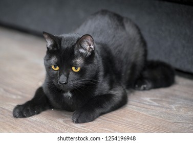 Cute Black Bombay Cat Bright Yellow Stock Photo (Edit Now) 1143859169