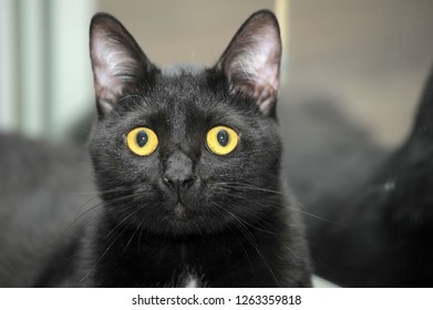 Cute Black Bombay Cat Bright Yellow Stock Photo 1263359818 