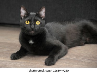 Cute Black Bombay Cat Bright Yellow Stock Photo 1268949250 | Shutterstock