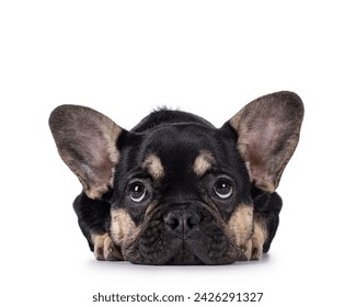 Cute black with brown french Bulldog dog puppy, laying head down facing front. Looking up and above camera camera. Isolated on a white background. - Powered by Shutterstock