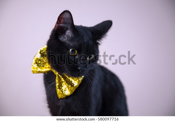 cat bow ties for sale