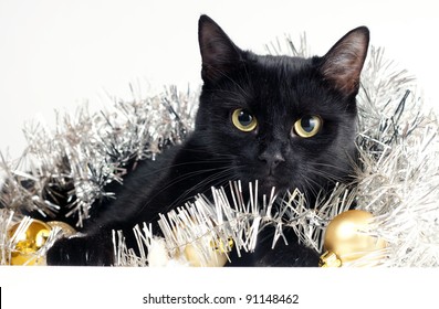 Cute Black Cat With Christmas Ornaments