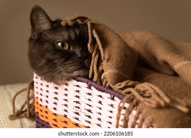 Cute Black Cat Hides In Wicker Box Under Warm Blanket