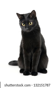 Cute Black Cat Isolated On White