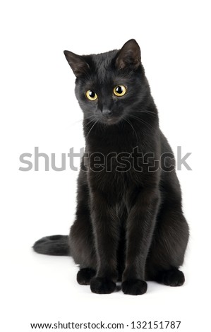 Cute black cat isolated on white