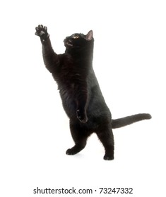 Cute Black Cat Jumping And Playing On White Background