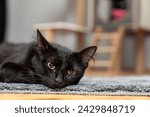 Cute black cat lying and relaxing on a shaggy rug or carpet in front of the cat house. Portrait of a black beautiful cat. a cat house indoors pet ownership, pet friendship concept