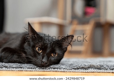 Cute black cat lying and relaxing on a shaggy rug or carpet in front of the cat house. Portrait of a black beautiful cat. a cat house indoors pet ownership, pet friendship concept
